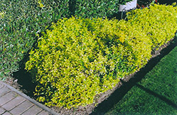 Gold Prince Wintercreeper (Euonymus fortunei 'Gold Prince') at A Very Successful Garden Center