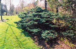 Hornibrook Juniper (Juniperus communis 'Hornibrookii') at Stonegate Gardens