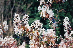 Cole's Select Serviceberry (Amelanchier x grandiflora 'Cole's Select') at Lakeshore Garden Centres