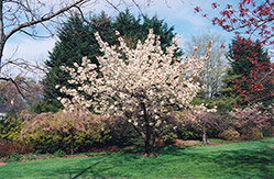 Ukon Flowering Cherry (Prunus 'Ukon') at Stonegate Gardens
