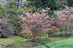 Cole's Select Serviceberry (Amelanchier x grandiflora 'Cole's Select') at A Very Successful Garden Center