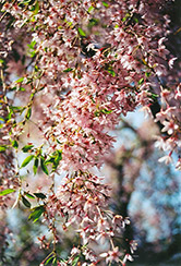 Pink Weeping Higan Cherry (Prunus subhirtella 'Pendula Rosea') at A Very Successful Garden Center