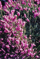 Purple Beauty Heath (Erica cinerea 'Purple Beauty') at Stonegate Gardens