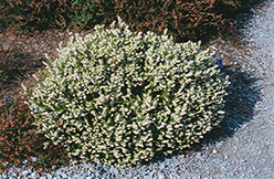 White Perfection Heath (Erica x darleyensis 'White Perfection') at A Very Successful Garden Center