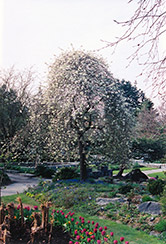 Weeping Willowleaf Pear (Pyrus salicifolia 'Pendula') at Lakeshore Garden Centres