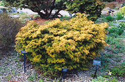 Golden Plume Falsecypress (Chamaecyparis pisifera 'Plumosa Aurea') at A Very Successful Garden Center