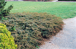 Effusa Juniper (Juniperus communis 'Effusa') at Stonegate Gardens