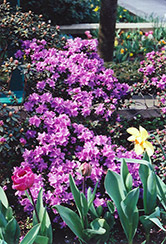 Ramapo Rhododendron (Rhododendron 'Ramapo') at Stonegate Gardens