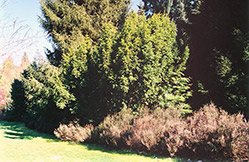 Golden English Yew (Taxus baccata 'Aurea') at A Very Successful Garden Center