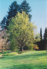 Tricolor Sycamore Maple (Acer pseudoplatanus 'Leopoldii') at Lakeshore Garden Centres