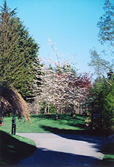 Double Flowering Sweet Cherry (Prunus avium 'Plena') at A Very Successful Garden Center