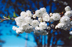 Double Flowering Sweet Cherry (Prunus avium 'Plena') at Lakeshore Garden Centres