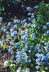 Blue Basket Forget-Me-Not (Myosotis sylvatica 'Blue Basket') at A Very Successful Garden Center