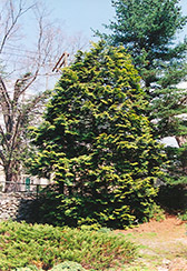 Young's Falsecypress (Chamaecyparis obtusa 'Youngii') at Stonegate Gardens