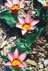 Ancilla Tulip (Tulipa 'Ancilla') at Stonegate Gardens