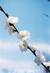 Corinthian White Flowering Peach (Prunus persica 'Corinthian White') at Lakeshore Garden Centres