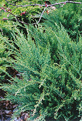 Sea Green Juniper (Juniperus chinensis 'Sea Green') at A Very Successful Garden Center