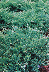 Sargent's Juniper (Juniperus chinensis 'var. sargentii') at A Very Successful Garden Center