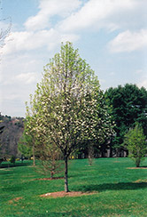 Whitehouse Ornamental Pear (Pyrus calleryana 'Whitehouse') at A Very Successful Garden Center