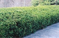 Chadwick's Yew (Taxus x media 'Chadwickii') at A Very Successful Garden Center