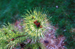 Dragon's Eye Japanese Red Pine (Pinus densiflora 'Oculus Draconis') at A Very Successful Garden Center