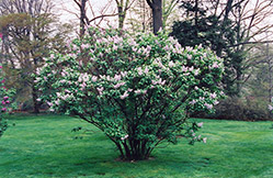 General Sherman Lilac (Syringa vulgaris 'General Sherman') at A Very Successful Garden Center