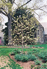 Gold Star Magnolia (Magnolia 'Gold Star') at A Very Successful Garden Center