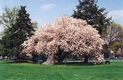 Hizakura Flowering Cherry (Prunus 'Hizakura') at Lakeshore Garden Centres