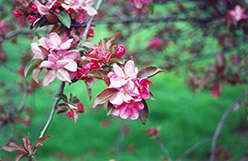 Ruby Luster Flowering Crab (Malus 'Ruby Luster') at Stonegate Gardens