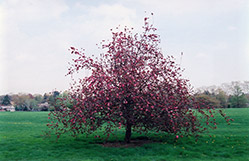 Ruby Luster Flowering Crab (Malus 'Ruby Luster') at Stonegate Gardens