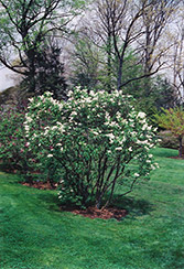 Gertrude Leslie Lilac (Syringa x hyacinthiflora 'Gertrude Leslie') at A Very Successful Garden Center