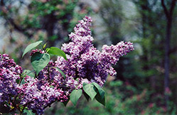 Swarthmore Lilac (Syringa x hyacinthiflora 'Swarthmore') at Stonegate Gardens
