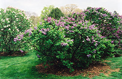 Asessippi Lilac (Syringa x hyacinthiflora 'Asessippi') at Stonegate Gardens