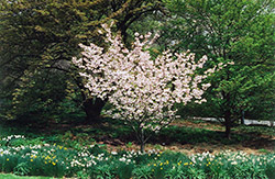 Higurashi Flowering Cherry (Prunus 'Higurashi') at Stonegate Gardens