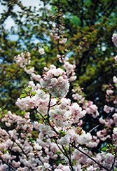 Higurashi Flowering Cherry (Prunus 'Higurashi') at A Very Successful Garden Center