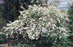 Common Pearlbush (Exochorda racemosa) at A Very Successful Garden Center