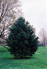 Blue Limber Pine (Pinus flexilis 'Glauca') at A Very Successful Garden Center