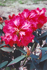 Taurus Rhododendron (Rhododendron 'Taurus') at A Very Successful Garden Center