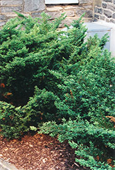 Depressa Juniper (Juniperus communis 'Depressa') at A Very Successful Garden Center