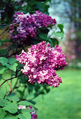 Marechal Foch Lilac (Syringa vulgaris 'Marechal Foch') at A Very Successful Garden Center