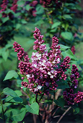 Belle de Nancy Lilac (Syringa vulgaris 'Belle de Nancy') at A Very Successful Garden Center