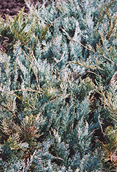 Grey Carpet Juniper (Juniperus horizontalis 'Grey Carpet') at Stonegate Gardens