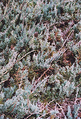 Alpine Creeping Juniper (Juniperus horizontalis 'Alpina') at A Very Successful Garden Center