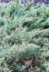 Blue Sargent Juniper (Juniperus chinensis 'var. sargentii Glauca') at A Very Successful Garden Center