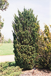 Blaauw Juniper (Juniperus chinensis 'Blaauw') at A Very Successful Garden Center