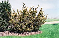 Gold Plume Juniper (Juniperus chinensis 'Plumosa Aurea') at A Very Successful Garden Center