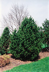 Gnom Mugo Pine (Pinus mugo 'Gnom') at A Very Successful Garden Center
