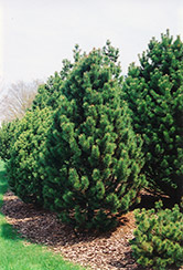 Orono Mugo Pine (Pinus mugo 'Orono') at Stonegate Gardens