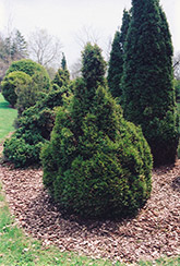 Brabant Arborvitae (Thuja occidentalis 'Brabant') at A Very Successful Garden Center