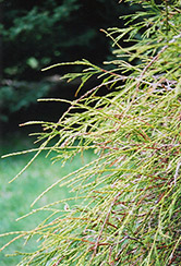 Threadleaf Arborvitae (Thuja occidentalis 'Filiformis') at Lakeshore Garden Centres